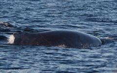 maui2012-6865